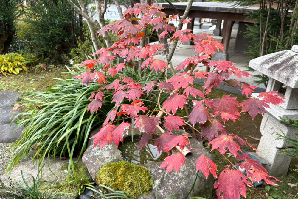 一心寺の境内の紅葉。秋が深まり、鮮やかに色づいた木々の様子