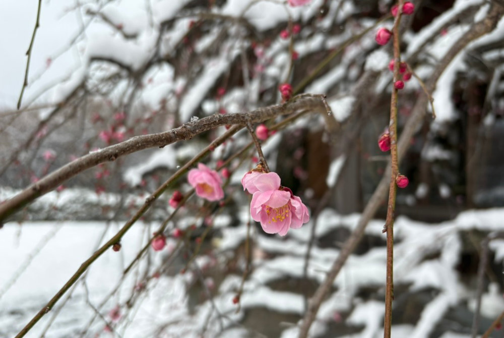 一心寺のしだれ梅と雪 令和8年2月 笠間市