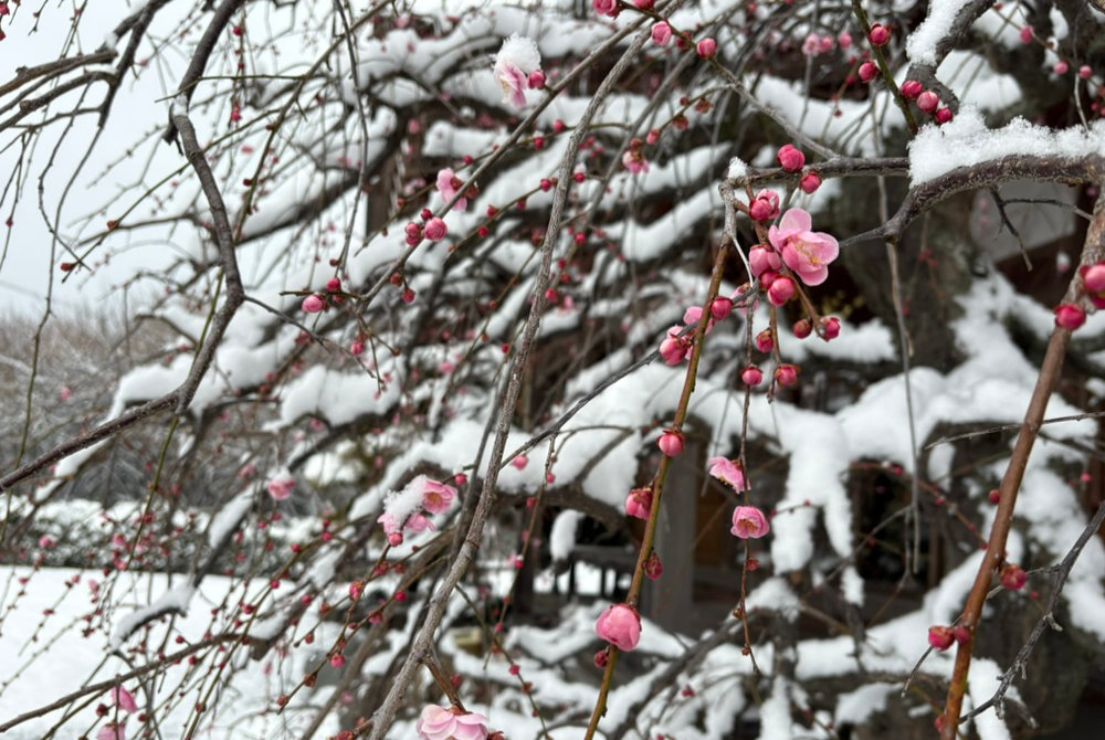 雪の中で咲く一心寺のしだれ梅 接写
