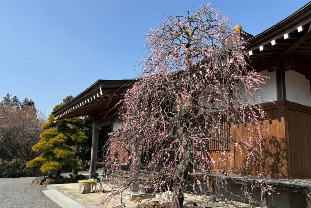 五分咲きの一心寺のしだれ梅 2026年2月