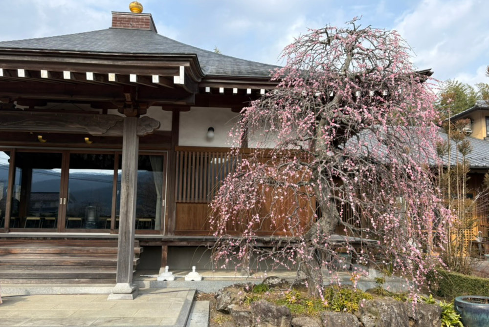 本堂前のしだれ梅 六分咲き 笠間市