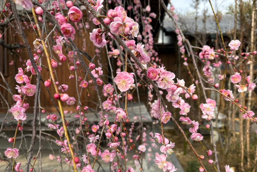しだれ梅の花のアップ 令和8年