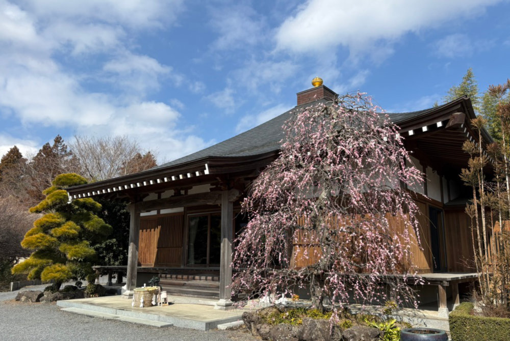 開花が進む一心寺のしだれ梅