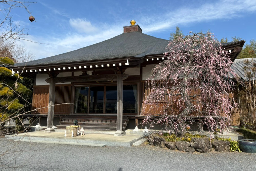 八分咲きの一心寺しだれ梅 晴天の境内