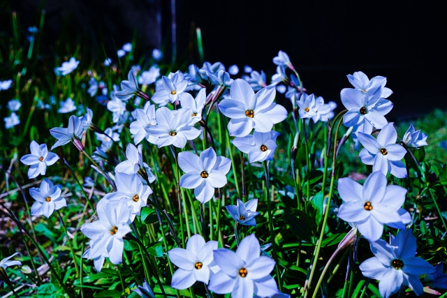 令和8年（2026年）3月・4月の行事案内｜笠間市 一心寺