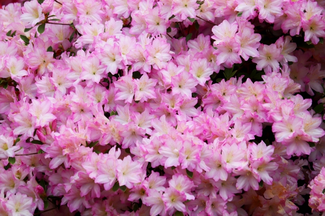 令和8年（2026年）4月・5月の行事案内｜笠間市 一心寺